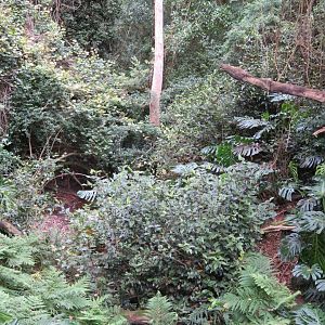 Stream in the Aviary