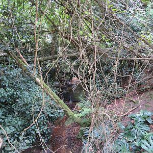 Stream in the Aviary