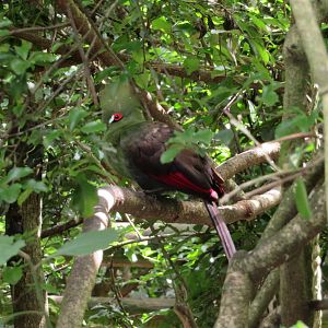Guinea Turaco (Tauraco persa buffoni)