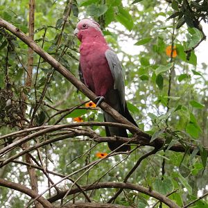 Galah Cockatoo (Eolophus roseicapilla)