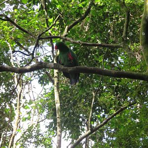 Eclectus Parrot (Eclectus roratus)