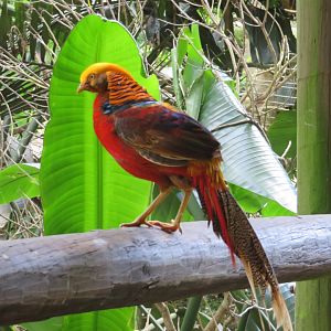 Golden Pheasant (Chrysolophus pictus)
