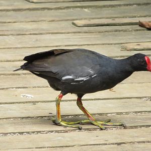 Common Moorhen (Gallinula chloropus)
