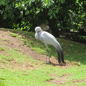 Blue Crane (Anthropoides paradiseus)