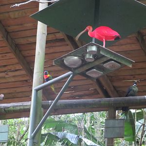 Multiple birds at feeder
