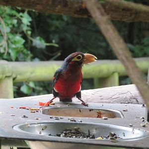 Double-toothed Barbet (Lybius bidentatus)