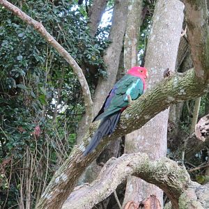 Australian King Parrot (Alisterus scapularis)