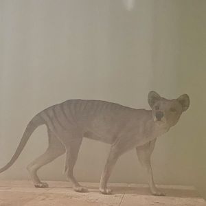 Thylacine