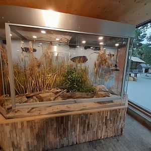 European green toad terrarium