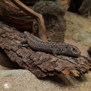 Female Sand lizard (Lazerta agilis)