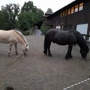 Norwegian fjord horse (left), and Swedish ardennes (right)