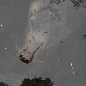 Baltic Grey seal (Halichoerus grypus macrorhynchus