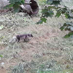 Arctic fox (Vulpes lagopus)