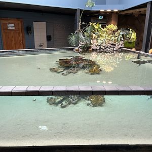 Stingray Tank