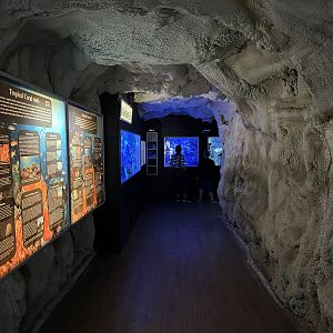 Tropical Tanks - cave setting