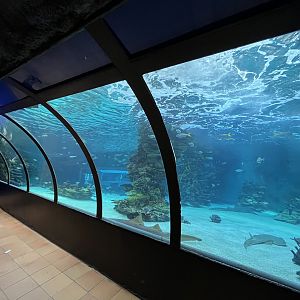 Shark Exhibit - with tunnel