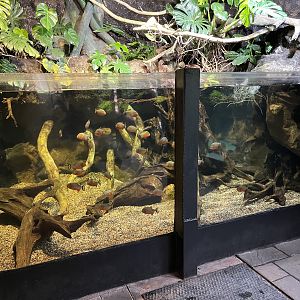 Piranha/Alligator Snapping Turtle Exhibit