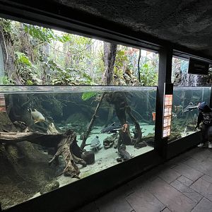 Amazon Flooded River Exhibit