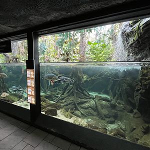 Amazon Flooded River Exhibit