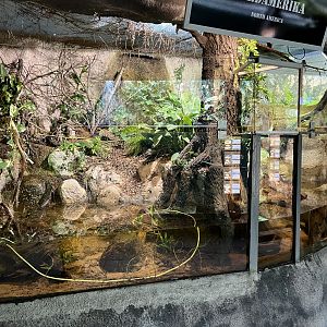 Cuban Crocodile Exhibit (all juveniles)