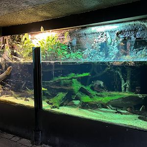 Electric Eel Exhibit (open-topped)