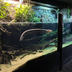 Electric Eel Exhibit (open-topped)