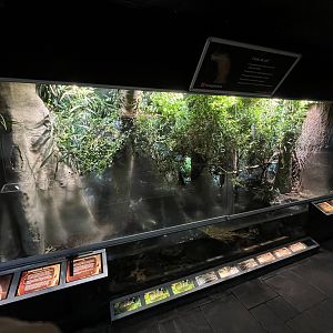 King Cobra Exhibit