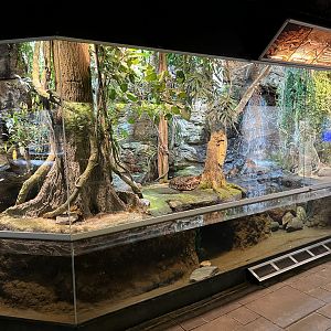 Reticulated Python Exhibit