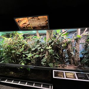 Boa Constrictor Exhibit