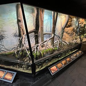 Cottonmouth Exhibit