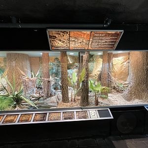 Eastern Diamondback Rattlesnake/Timber Rattlesnake Exhibit