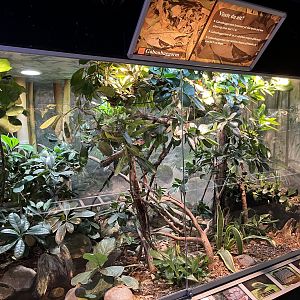 Gaboon Viper/Eastern Green Mamba Exhibit