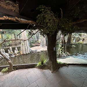 American Alligator Exhibit