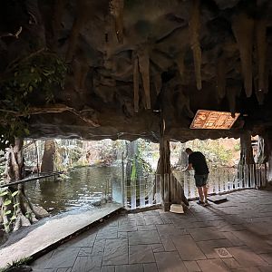 American Alligator Exhibit
