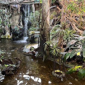 American Alligator Exhibit