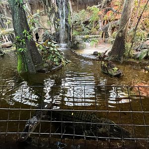 American Alligator Exhibit