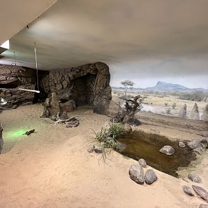 Dwarf Mongoose Exhibit