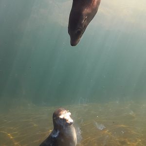 California Sea Lions