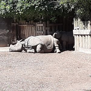 Greater One-horned Rhino Mother w/ Calf