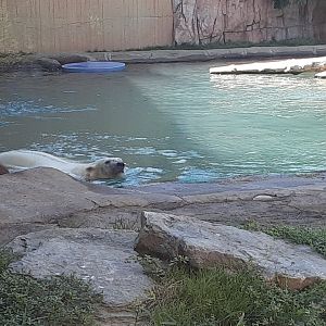 'Luna' the Polar Bear