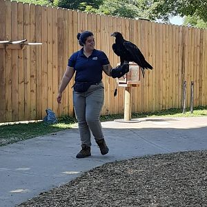 Wedge-tailed Eagle during Bird Show