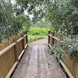 Ring-tailed Lemur Exhibit