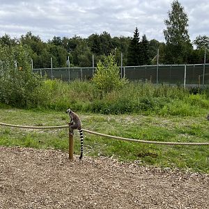 Ring-tailed Lemur Exhibit