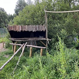 Ring-tailed Lemur Exhibit