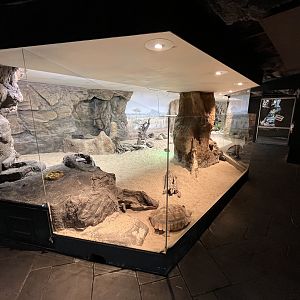 Dwarf Mongoose Exhibit