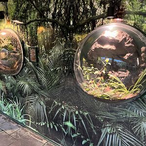 Tarantula Wall Exhibits