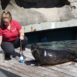 Seal Feeding show (Harbour seal)
