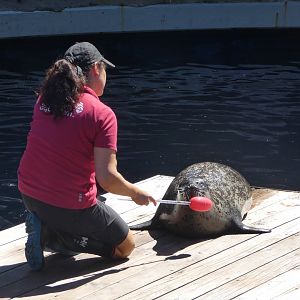 Target training (Harbour seal)