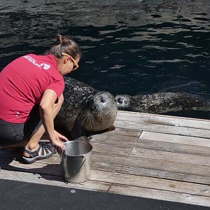 Harbour seals