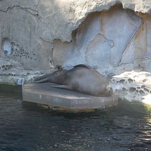 Afternoon nap (Steller's sea lion)